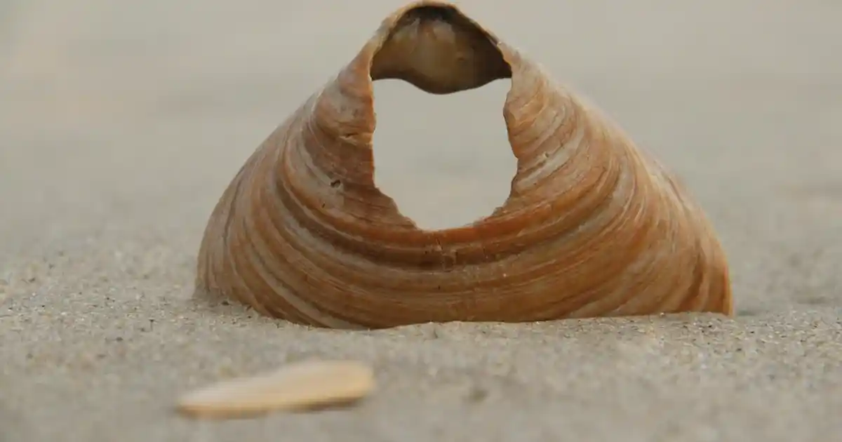 LCW Çerçeve ile Dekorasyonda Zarif ve Modern Dokunuşlar 2024 Rehberi