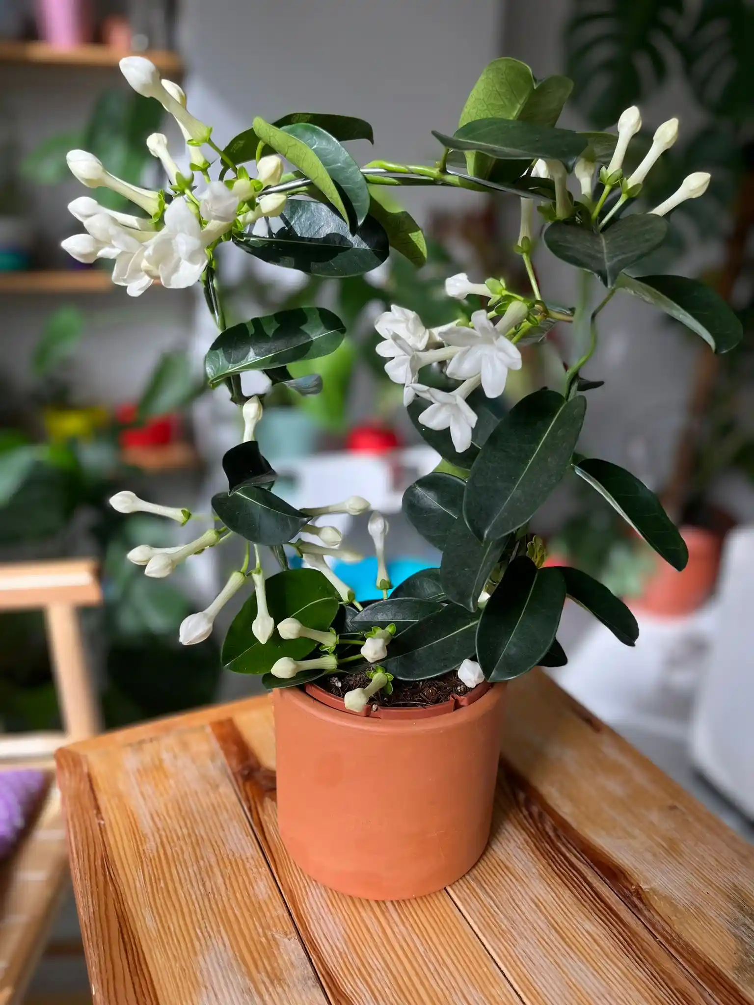 Madagascar Yasemini ile Doğal ve Şık Dekorasyon Fikirleri ve Bakım İpuçları