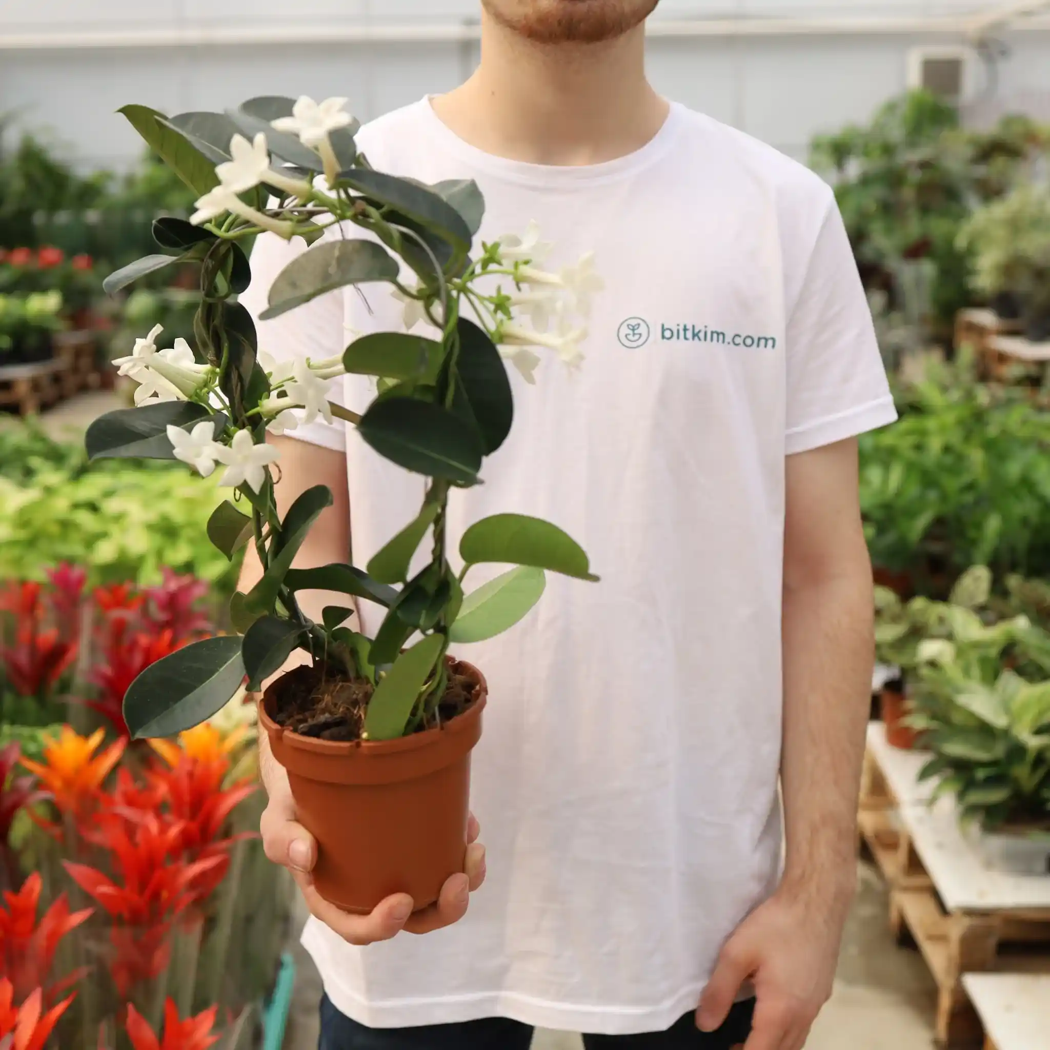 Madagaskar Çiçeği ile İç Mekan ve Bahçe Dekorasyonunda Egzotik Dokunuşlar