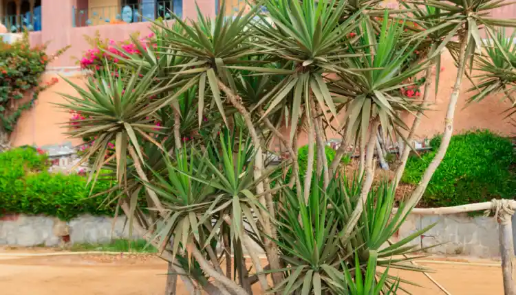 Madagaskar Dragon Ağacı Bakımı ve Dekorasyonda Kullanım İpuçları