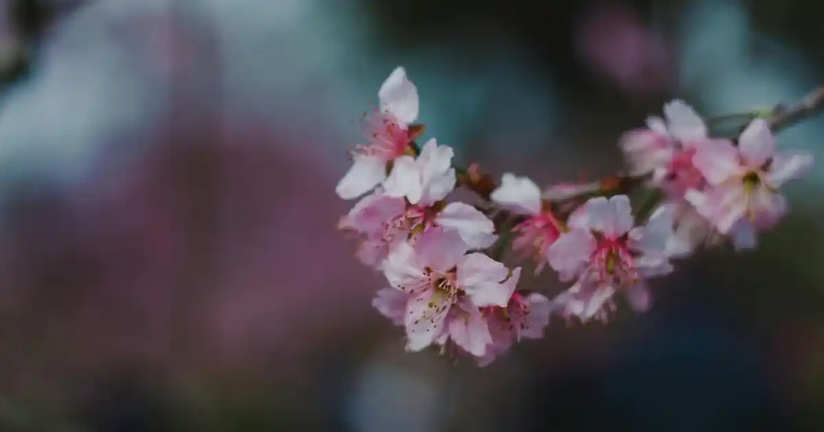 Madame Coco Banyo Paspası ile Şıklık ve İşlevselliği Bir Arada Yakalayın