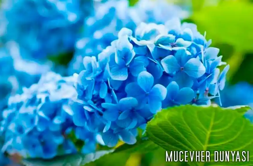 Mavi Çiçeklerin Dekorasyondaki Yeri ve Estetik Kullanım İpuçları