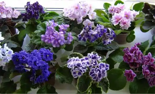 Menekşe Çeşitleri ve Dekorasyonda Kullanım İpuçları