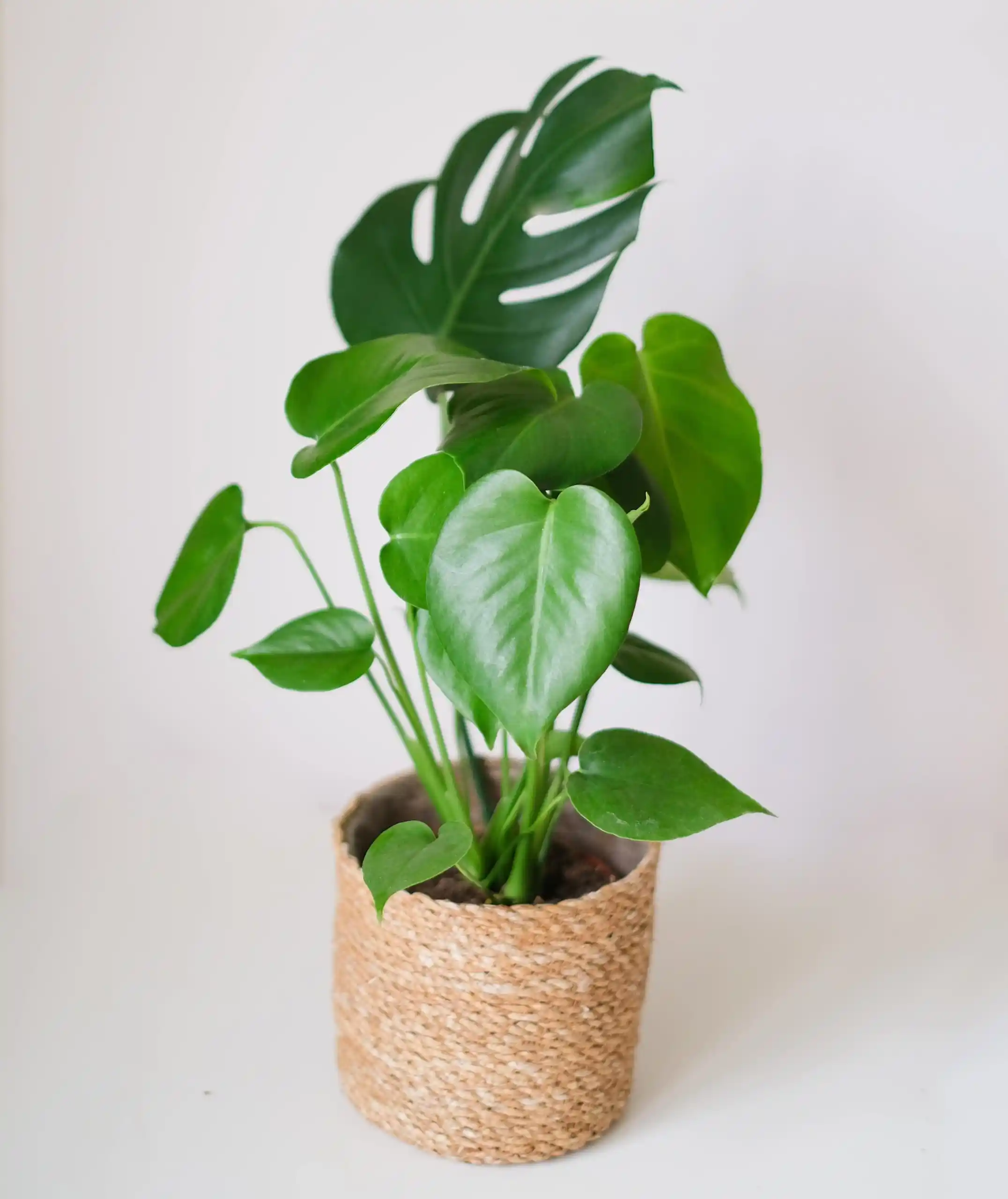 Monstera Bitkisi Dekorasyonda Trendleri Yansıtan Modern ve Dayanıklı İç Mekan Bitkisi