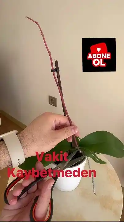 Orkide Dallarını Doğru Şekilde Kesme Yöntemleri ve Bakım İpuçları