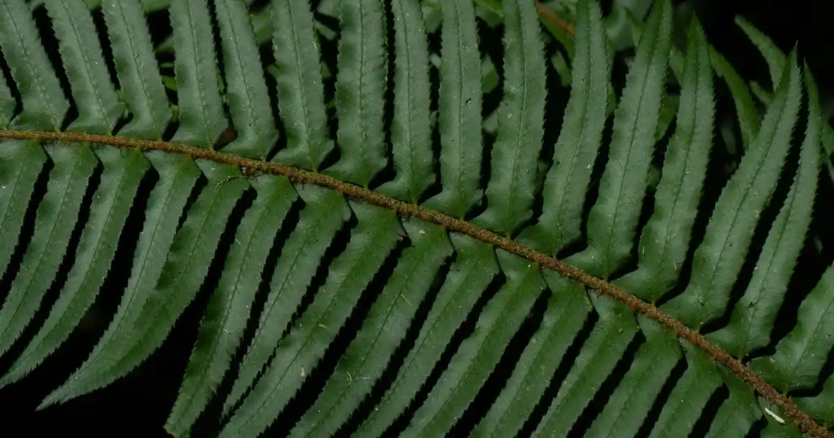 Akrilik Sprey Mobilya Boyası: Dayanıklılık ve Estetiğin Modern Çözümü