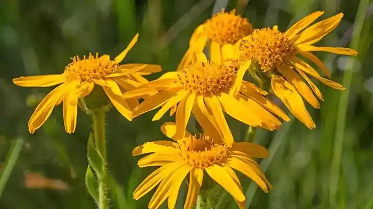 Arnica Bitkisi ile Doğal ve Sürdürülebilir Dekorasyon Alternatifleri