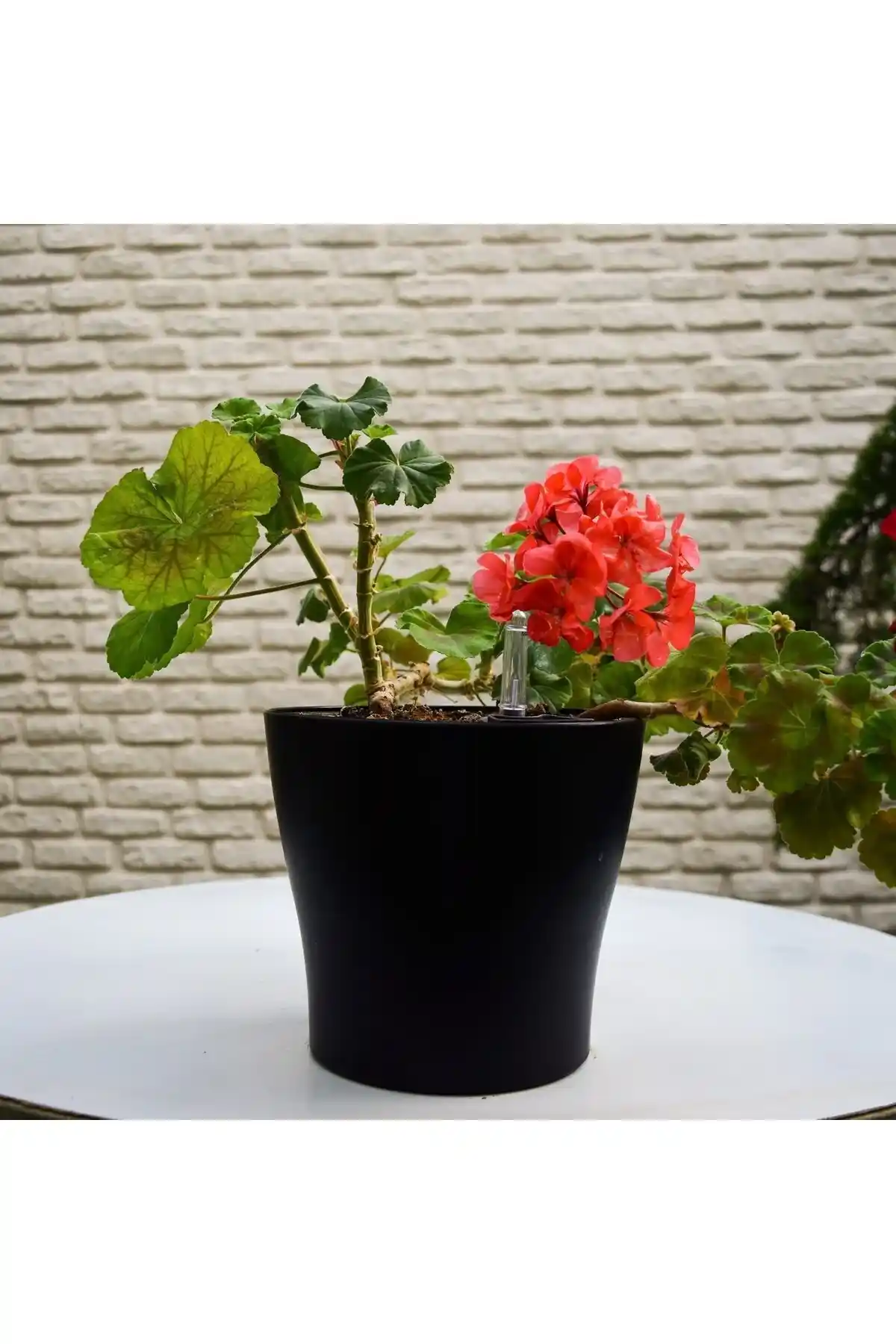 Avantajlı Bitki Bakım Saksıları: Doğru Seçim İçin Bilmeniz Gerekenler