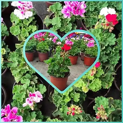 Bahçe Tasarımında Sardunya Fidesiyle Estetik ve Kolay Bakım İmkanı