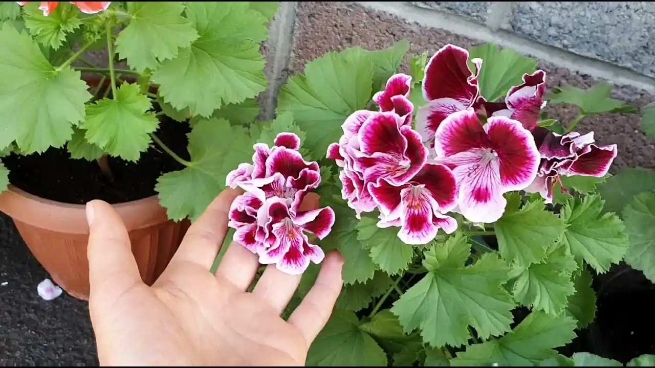 Bahçenize Renk Katacak En Uygun Sardunya Bitkisi Seçimi ve Bakım İpuçları