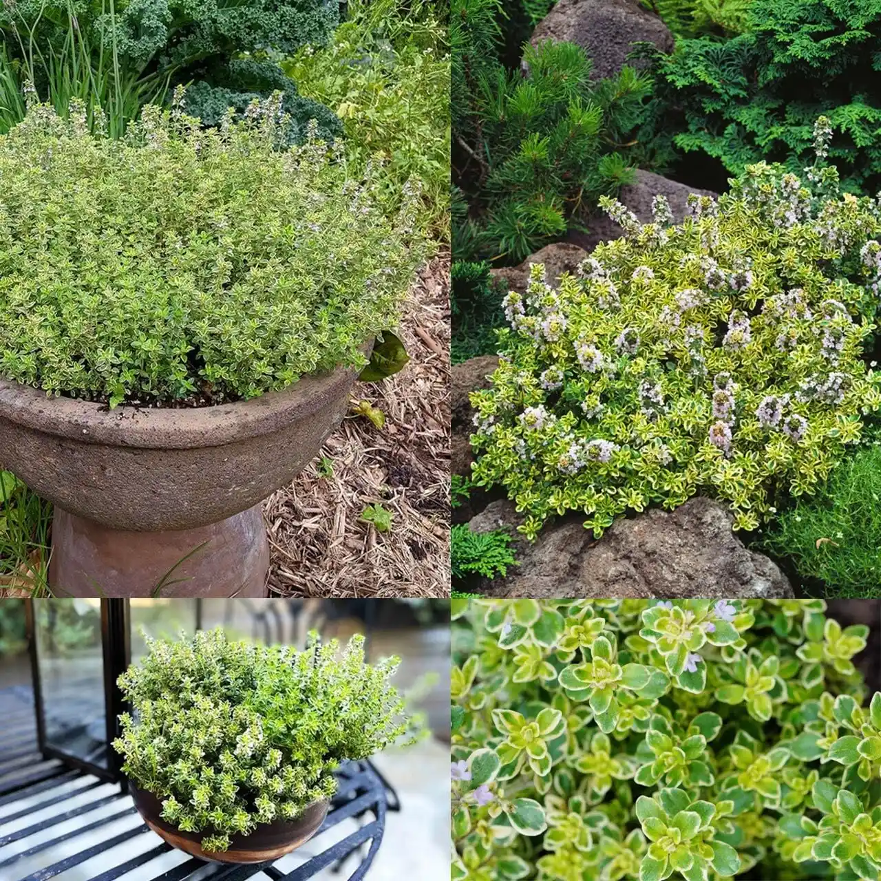 Dekoratif ve Bakımı Kolay Kekik Fidesi ile Ev Dekorasyonunuza Doğal Bir Dokunuş Katar