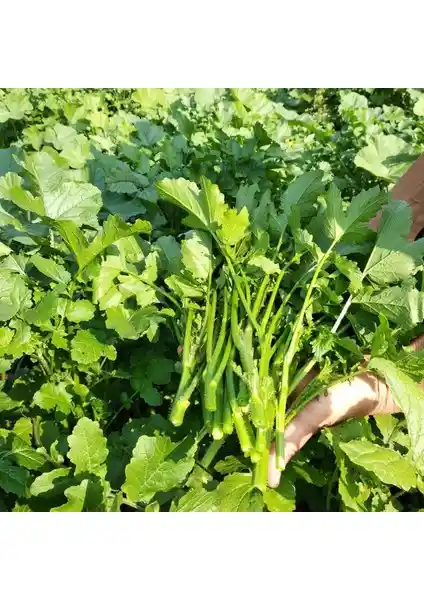 Doğal Uyumlu Bahçe Bitkisi Tohumları ile Sürdürülebilir ve Sağlıklı Bahçe Yaratma Rehberi