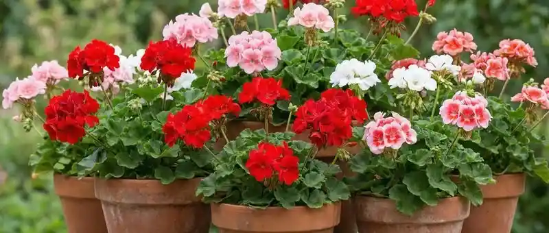 En Uygun Sardunya Türünü Seçmek İçin Kriterler ve Popüler Çeşitler