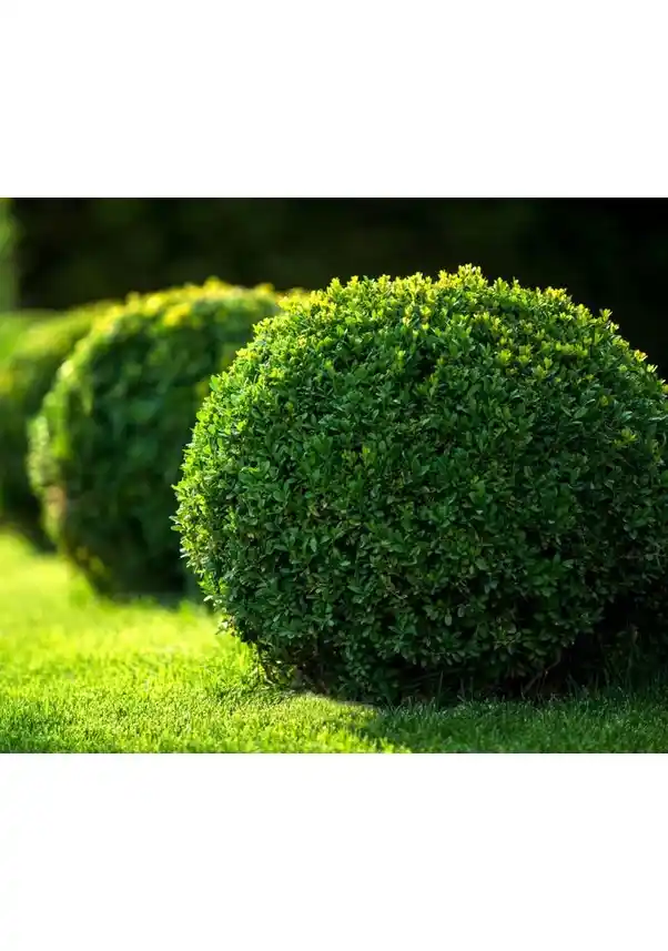 Estetik ve Dayanıklı Ev Bitkileri: Modern Dekorasyon İçin En Uygun Seçenekler