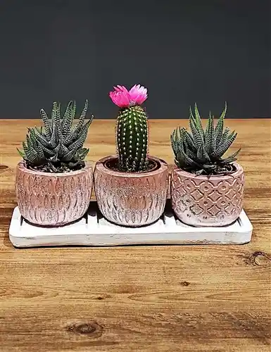 Estetik ve Dayanıklı Üçlü Kaktüs Saksı Setleri ile Modern İç Mekan Dekorasyonu