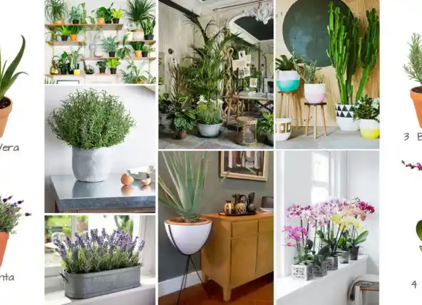 Estetik ve Fonksiyonel Bahçe ile İç Mekan Dekorasyonunda Bitki Kullanımının Önemi ve İpuçları