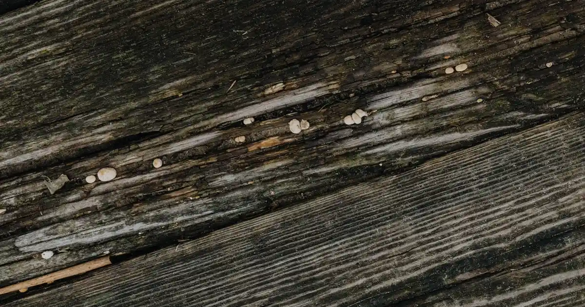 Ev Dekorasyonunda Esneklik ve Çok Yönlü Kullanım Sağlayan Ayarlayıcı Ürünler ve Alternatifleri