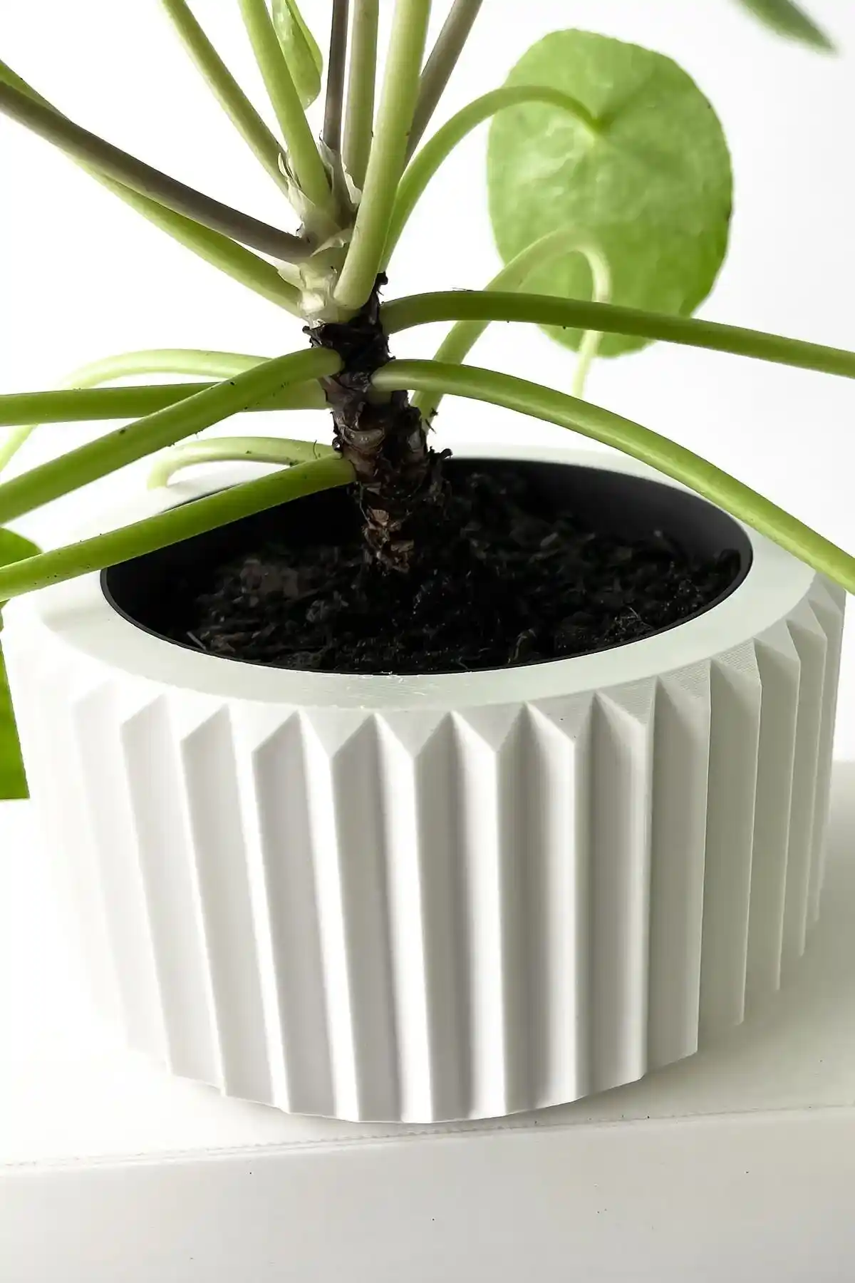 Ev Dekorasyonunda Kaktüs Saksıları: Estetik ve Pratik Seçenekler