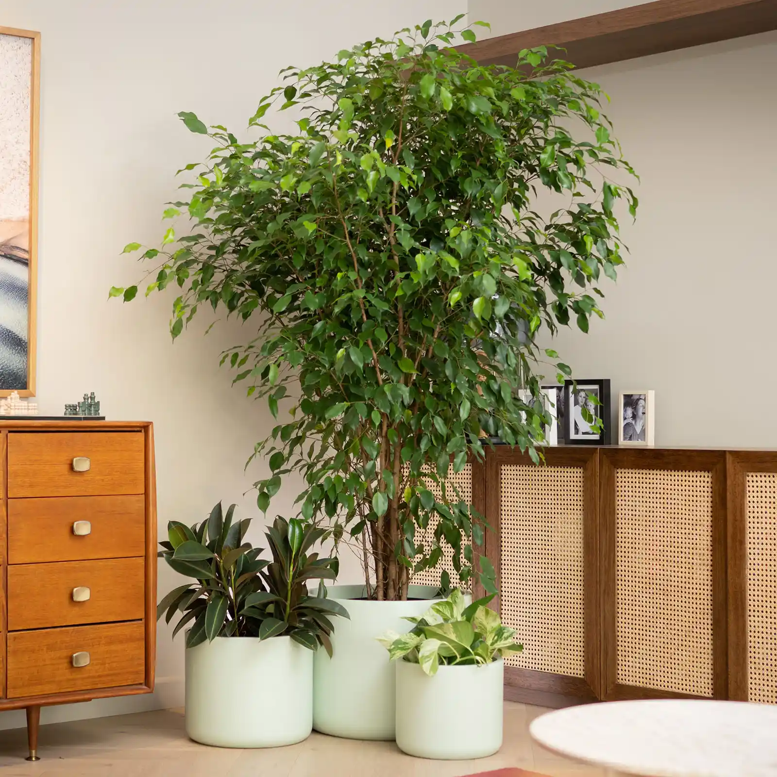 Ev Ortamına Uygun Saksı Setleri ile Dekorasyon ve Bitki Bakımında Pratik Çözümler