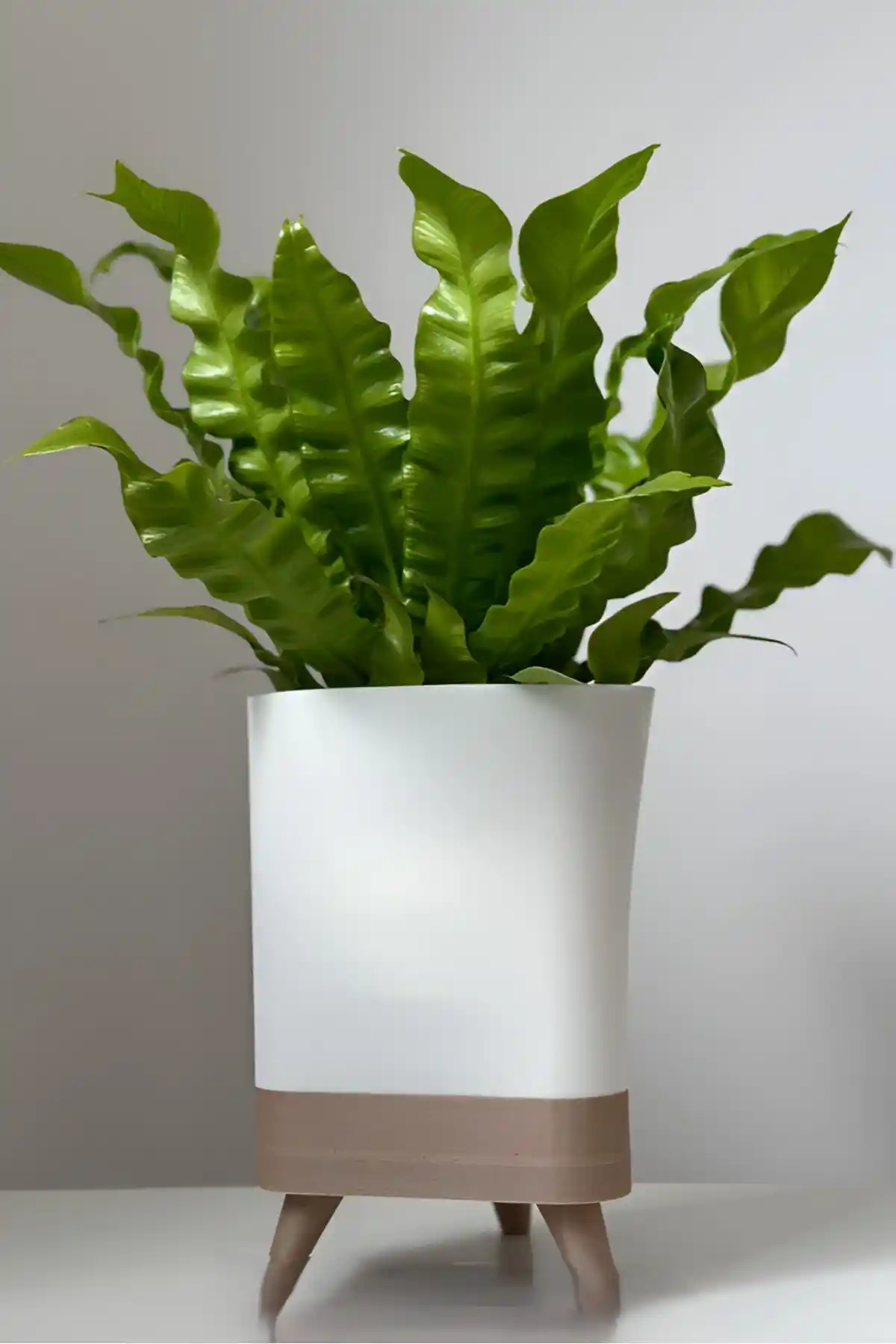 Fonksiyonel Modern Saksı Takımları ile Ev Dekorasyonunda Şıklık ve Kullanışlılık