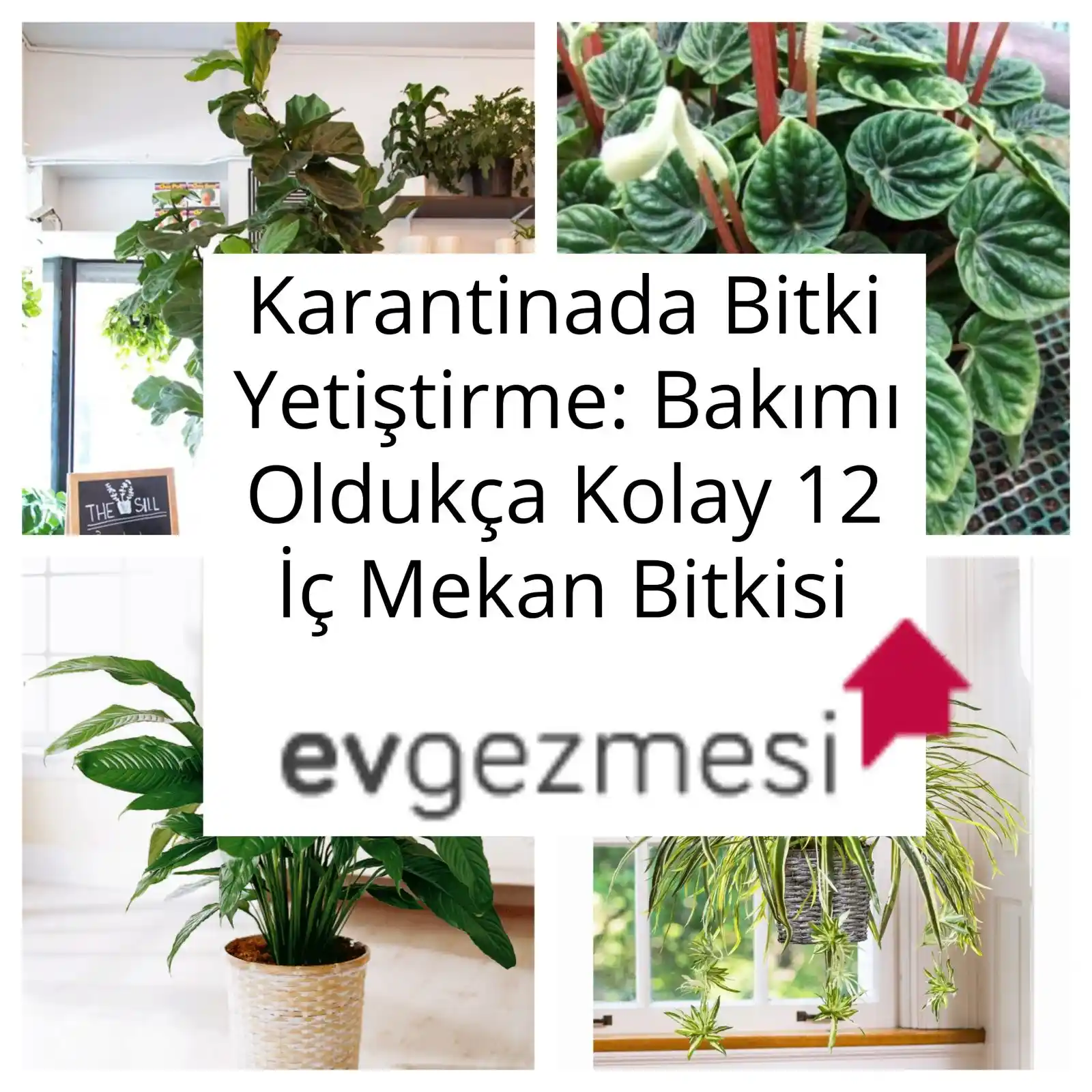 İç Mekan Dekorasyonunda Bakımı Kolay ve Aromatik Bitkilerin Kullanımı