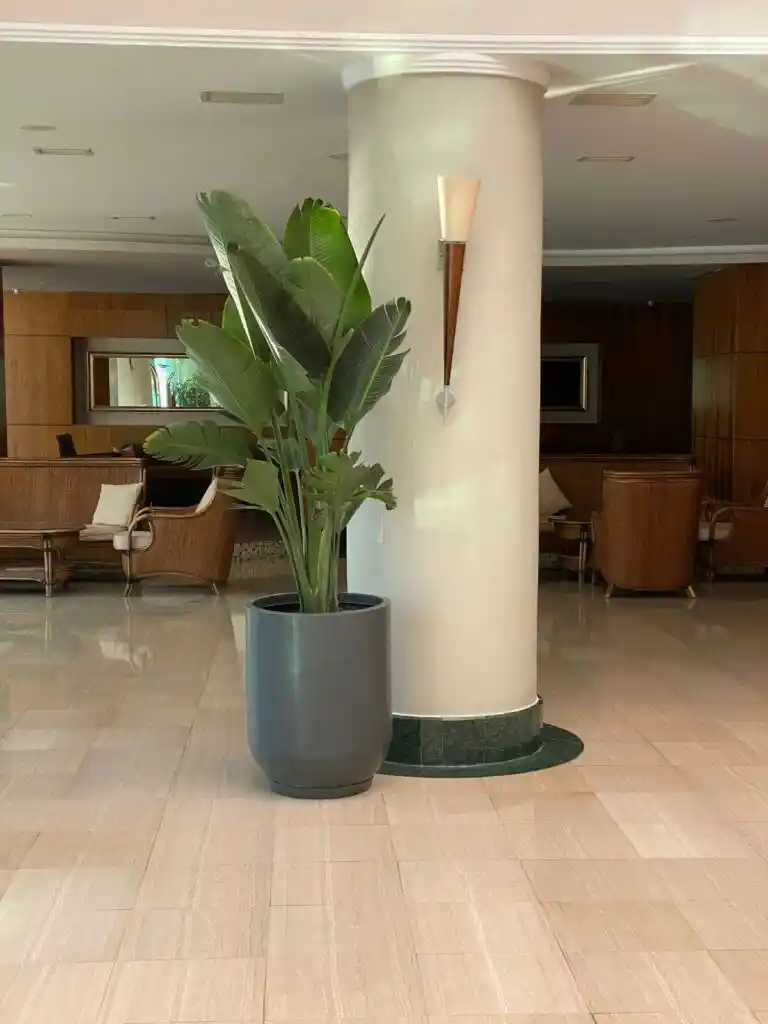 İç Mekan Dekorasyonunda Uzun Saksı Seçenekleri ve Dekoratif Kullanım İpuçları