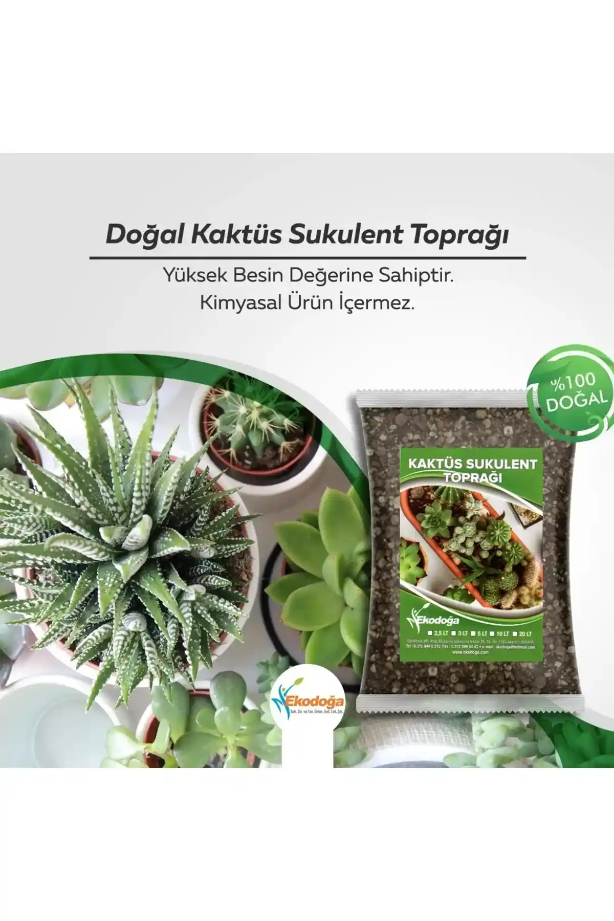 Kaktüs Sukulentleri İçin Uygun Saksı Toprağı Seçimi ve Bakım İpuçları