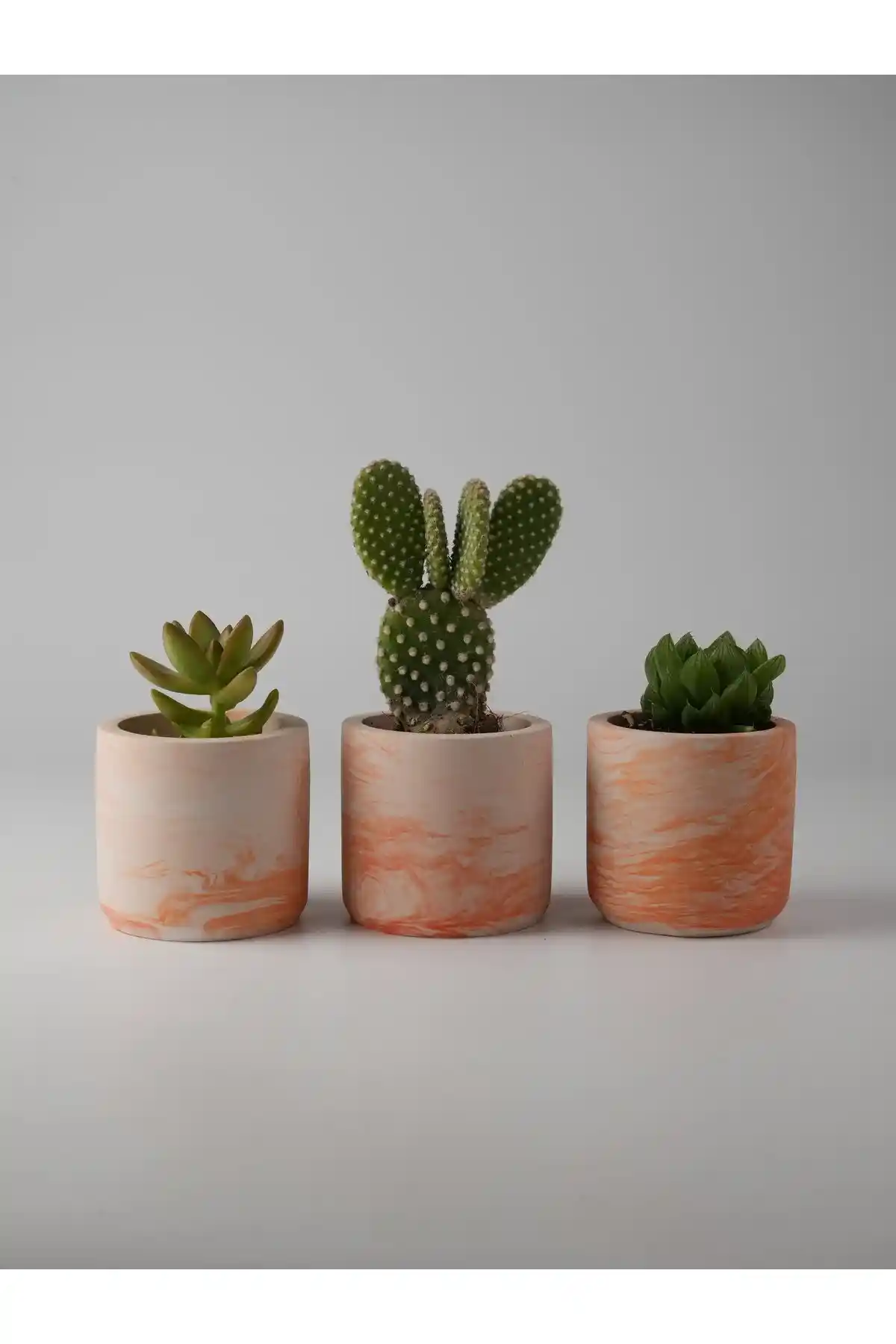 Kaktüs ve Sukulentler İçin Uygun Saksı Seçimi ve Bakım İpuçları