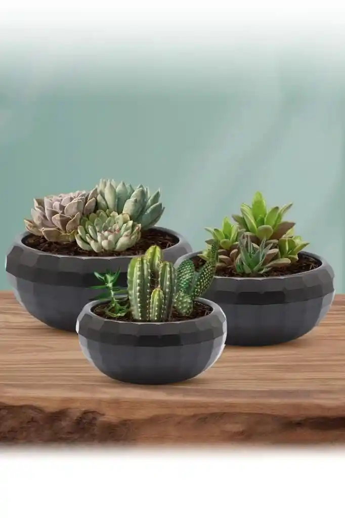 Kaktüs ve Sukulentlerin Dayanıklılığı ve Uygun Saksı Seçimi Rehberi