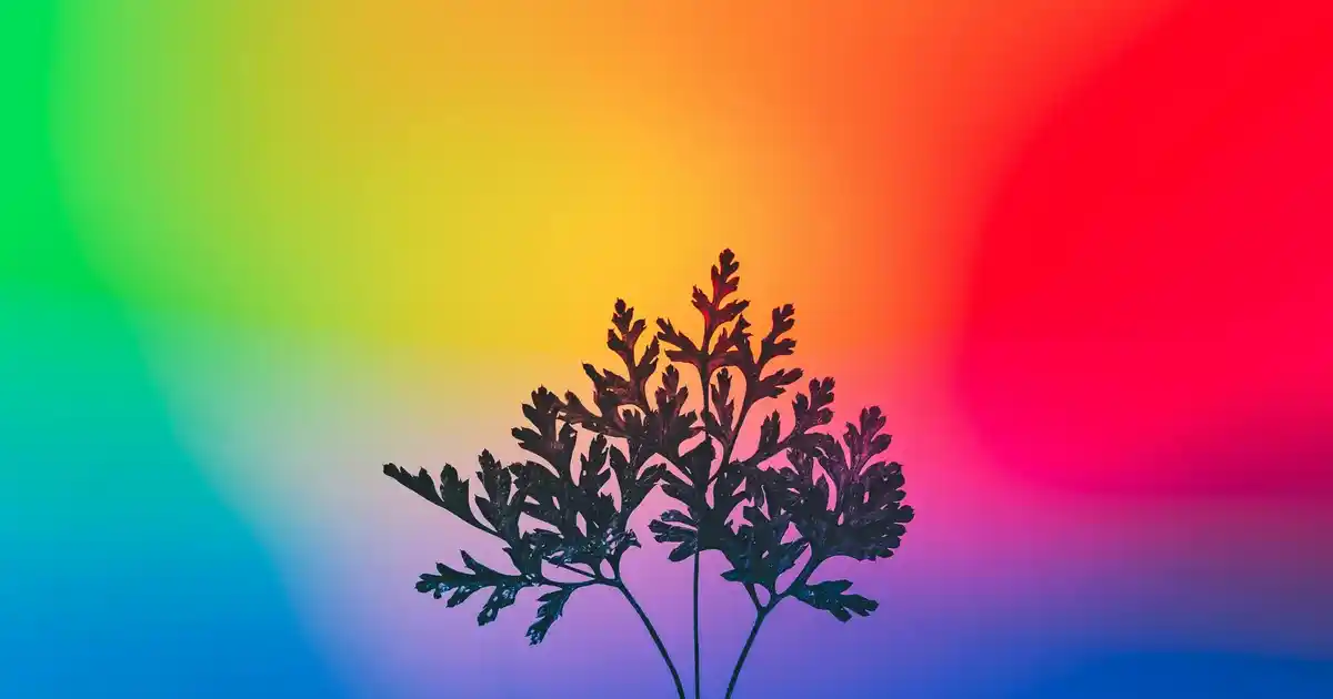 Karaca ve Massimo Baharatlıkları: Tasarım, Malzeme ve Fiyat Karşılaştırması