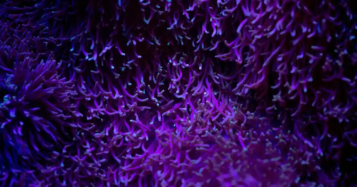 Kelebek Güpürlü Pamuk Havlu Setleri ile Ev Dekorasyonunuza Zarif Dokunuşlar