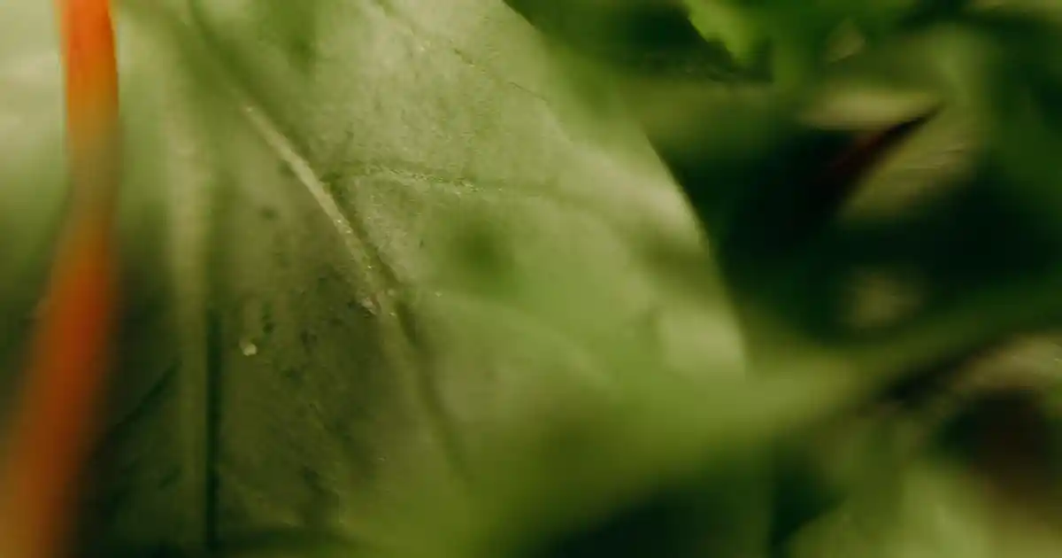 Metal Şemşiyelikler: Dayanıklı ve Estetik Dış Mekan Aksesuarları Rehberi