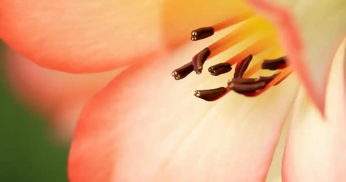 Pamuklu Banyo Havlu Takımları: Konfor ve Hijyen İçin Doğru Seçenekler