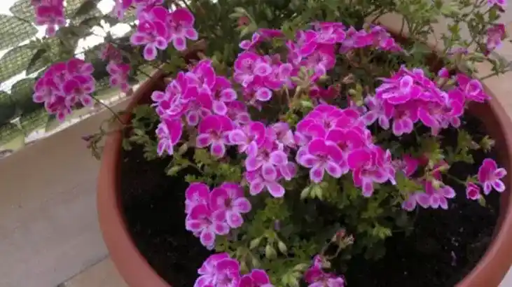 Sardunya Bitkisi ile Ev Dekorasyonunda Canlı ve Estetik Bir Dokunuş Yaratın