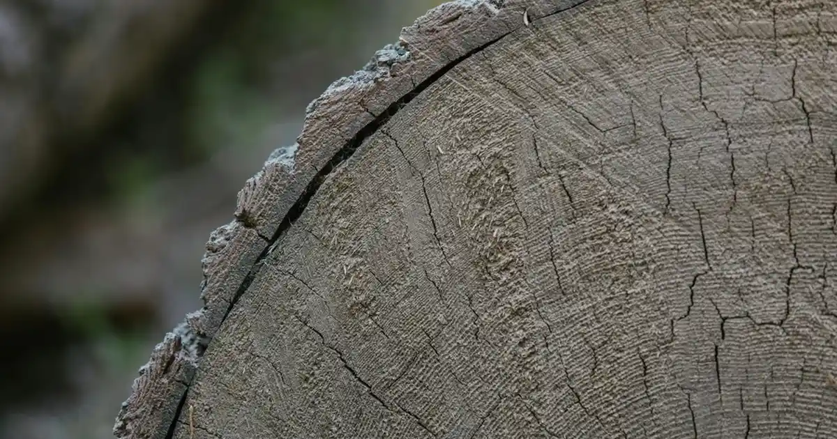 Tek Kişilik Ranforce Yatak Takımı Modelleri ve Dekorasyon İpuçları