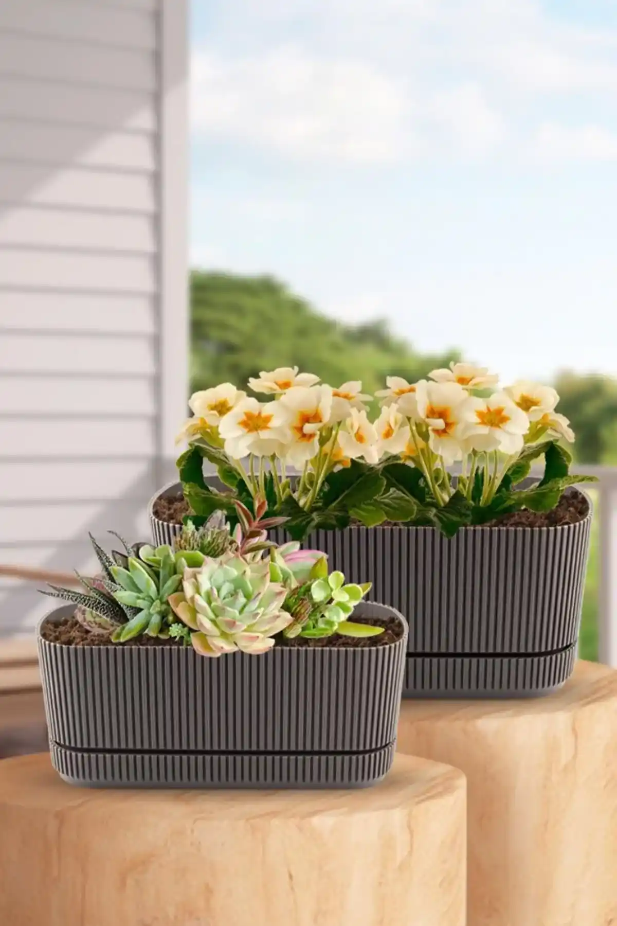 Temmuz Ayı Ev Bitki Saksı Setleri Özellikleri ve Fiyatlandırma Rehberi