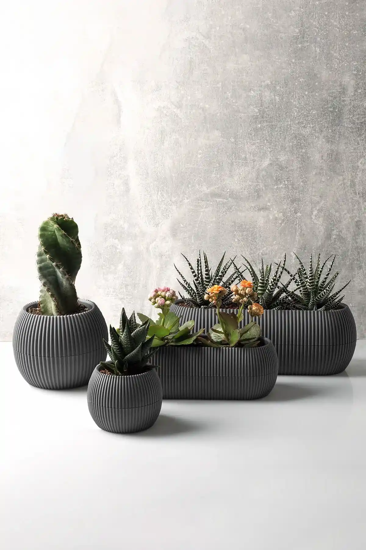 Uzun Ömürlü ve Dayanıklı Kaktuslu Saksı Setleri Bahçe ve İç Mekan Dekorasyonu İçin