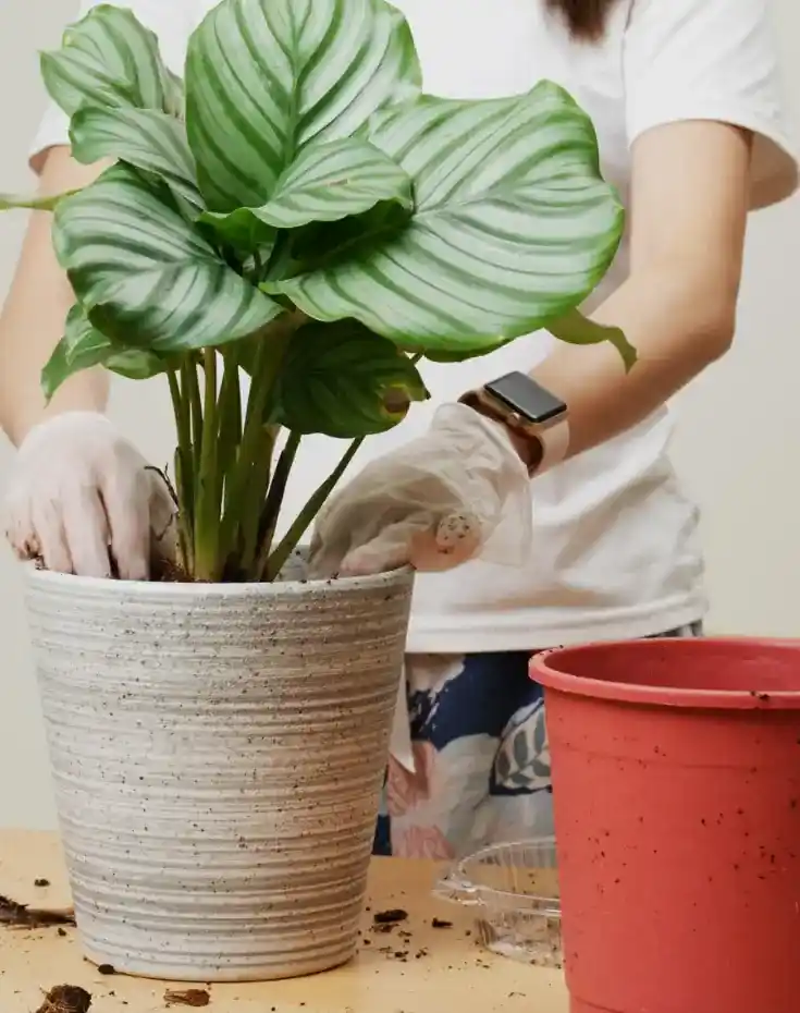 Uzun Saksı Bitki Yerleştirme ve Bakım İpuçları: Doğru Seçim ve Uygulama Rehberi