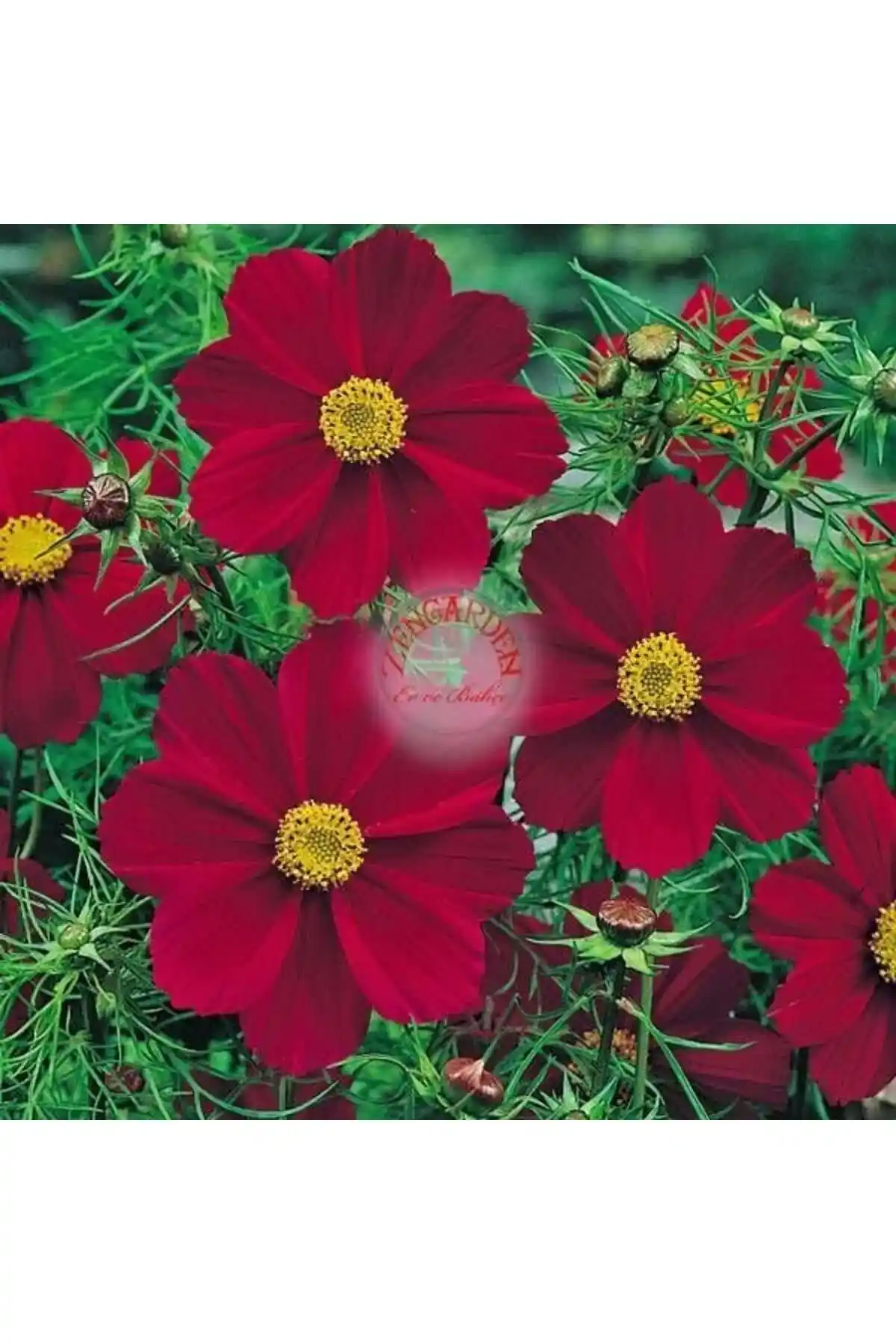 Yüksek Kaliteli Bahçe Bitkisi Tohumları ile Sürdürülebilir ve Verimli Bahçeler Yaratın