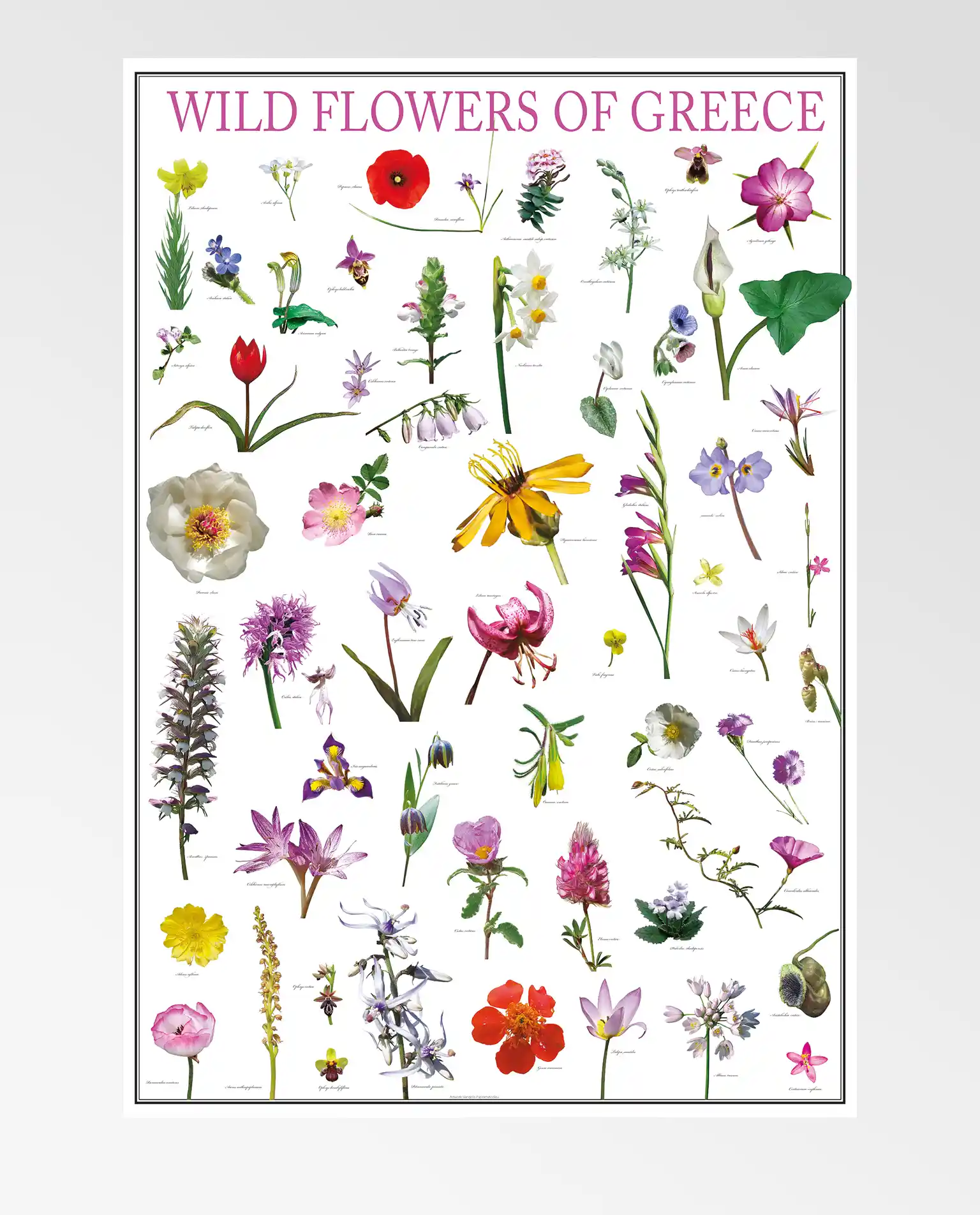 Yunan Çiçeği Posterleri ile Evinize Sanatsal ve Doğal Bir Dokunuş Yaratın