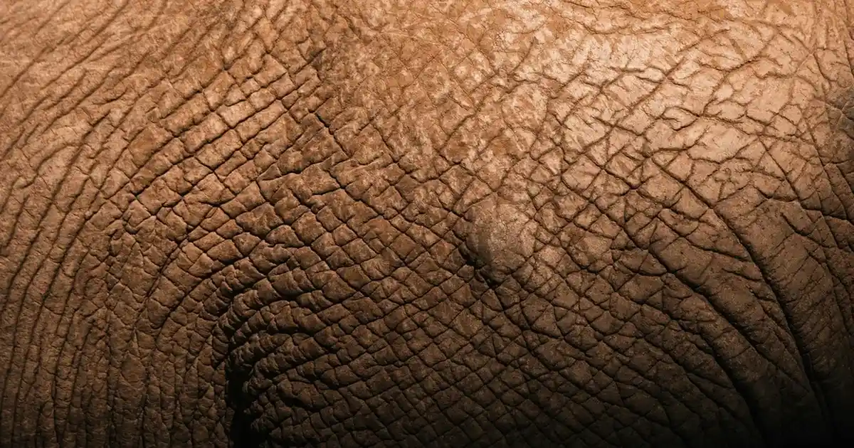 Çay Tabağı Modelleri Dekorasyonda Şıklık ve İşlevselliğin Buluşması