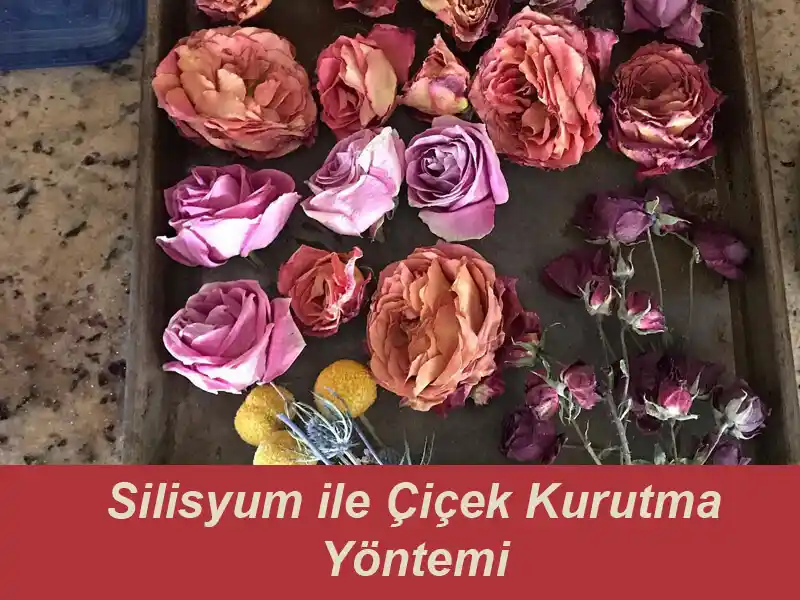 Çiçek Kurutma Yöntemleri ile Dekorasyonunuza Doğal Şıklık Katın