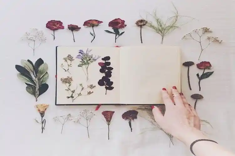 Çiçek Kurutma Yöntemleri ve Sprey Kullanımıyla Dekorasyonunuzu Geliştirin