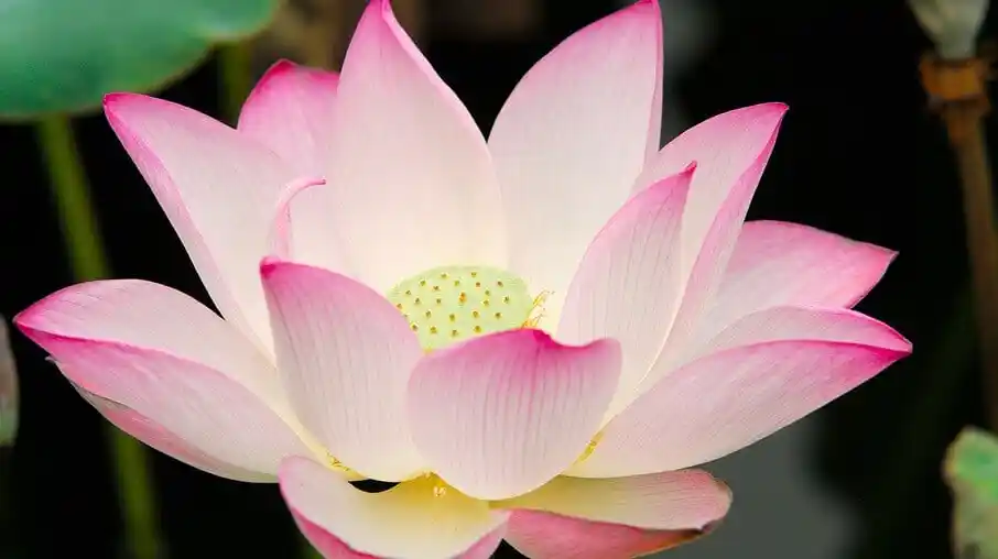 Çiçek Sepeti Lotus Çiçeği ile Dekorasyonda Zarafetin Simgesi ve Fikirleri