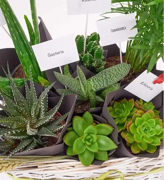 Çiçek Sepeti Sukulentleri ile Modern ve Dayanıklı Dekorasyon Trendleri