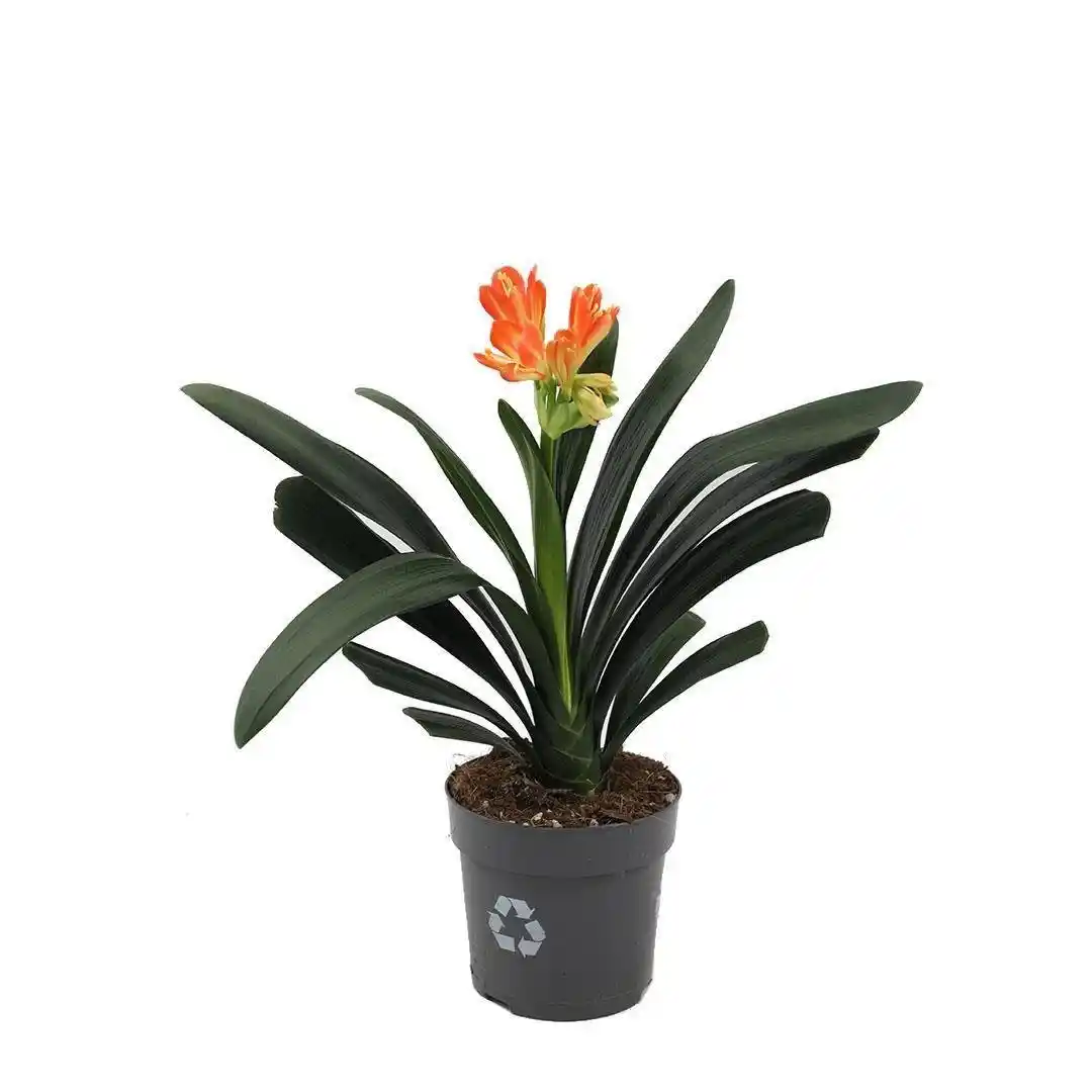 Çiçekli Ev Bitkileri ile Dekorasyonunuzu Canlandırmanın En İyi Yöntemleri