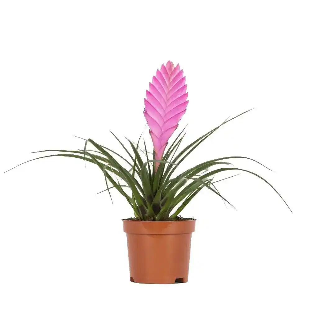 Çiçekli Saksı Bitkileri ile Dekorasyonunuzu Canlandırmanın Yolları