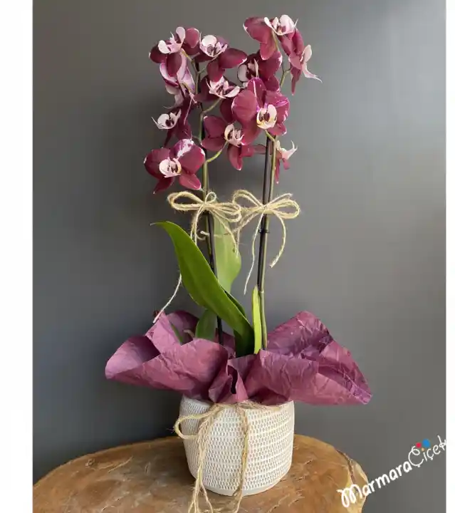 Çift Dal Mor Orkide ile Dekorasyonda Zarafet ve Şıklık: Bakım ve Kullanım İpuçları