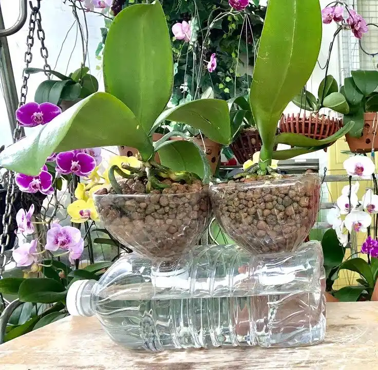 Çoklu Orkide Saksısı ile Dekorasyonda Şıklık ve Fonksiyonellik Nasıl Sağlanır