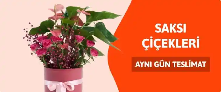 Evinizi Canlandıran Saksı Çiçekleri ve Dekorasyon İpuçları